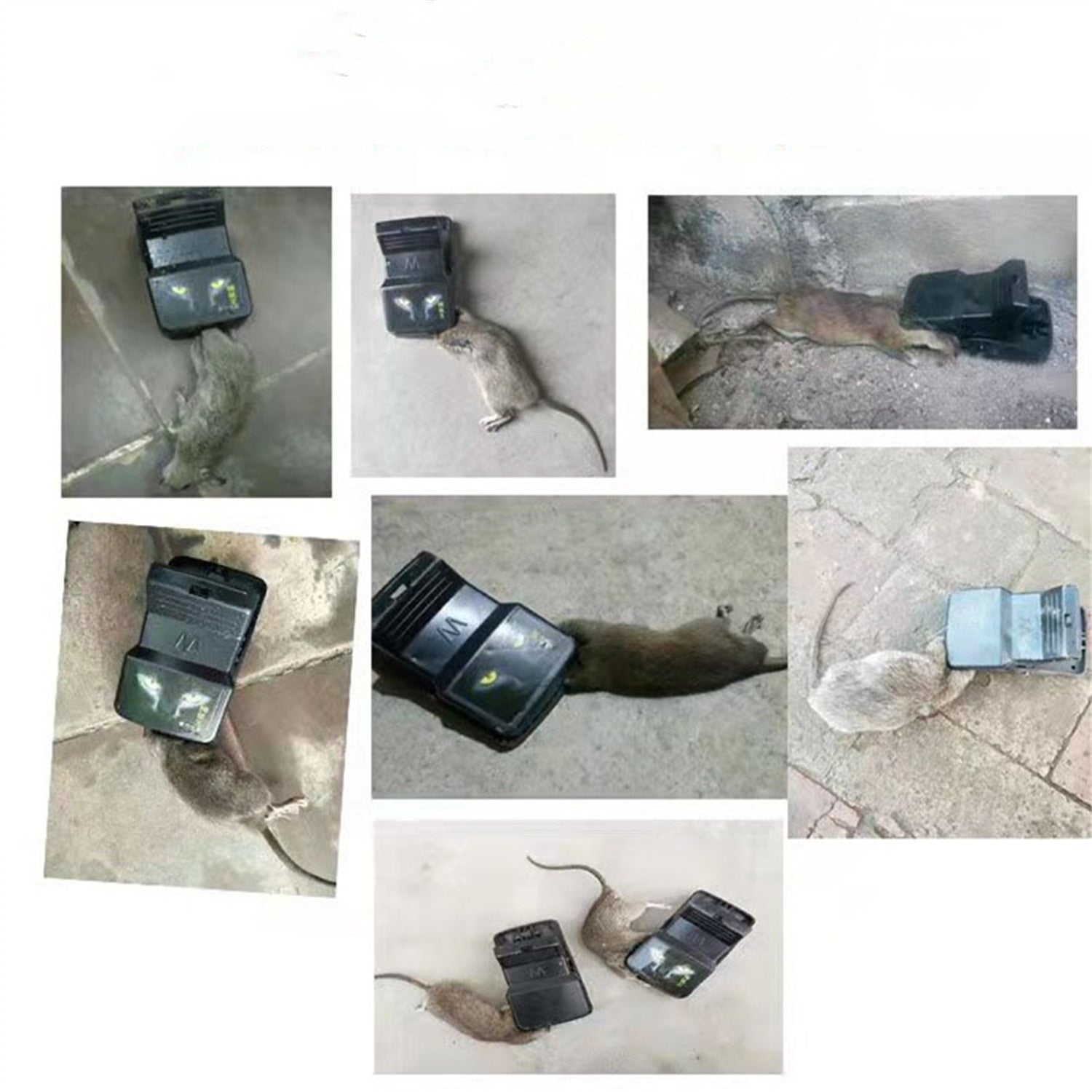 Pièges Réutilisables Attrape-rats
